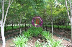  蘇北花卉示范園