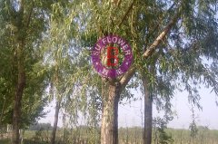  小李莊苗圃