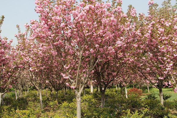  櫻花